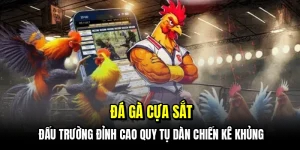 Đá gà cựa sắt - Đấu trường đỉnh cao quy tụ dàn chiến kê khủng